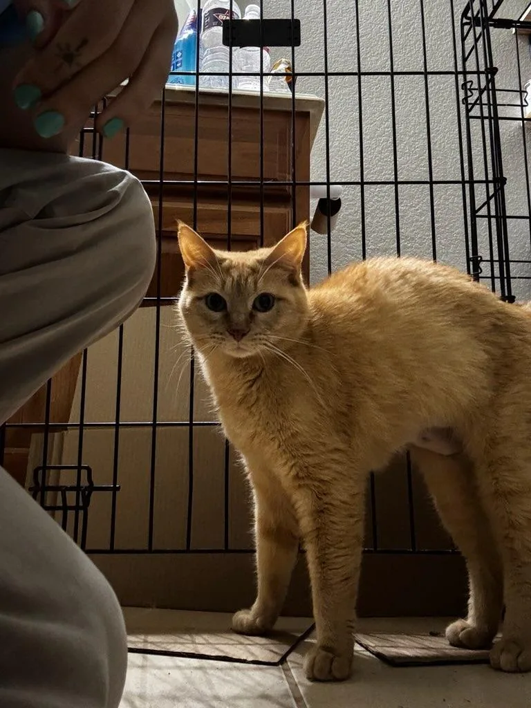 Ginger thumbnail 4