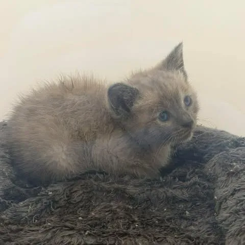 Peanut