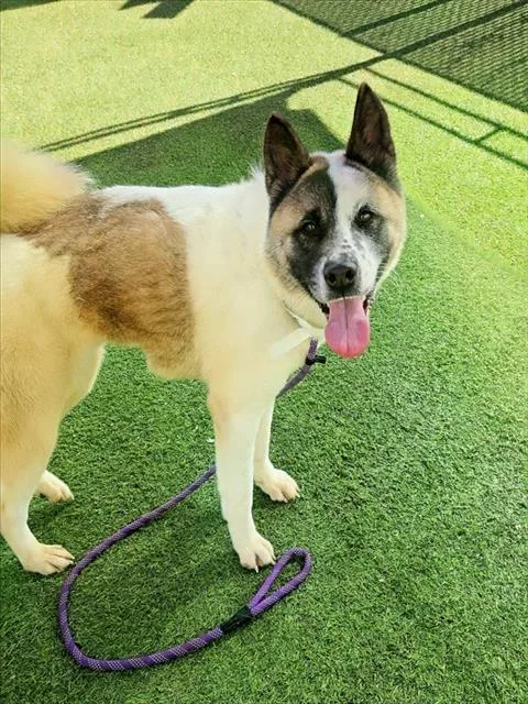 Lyra