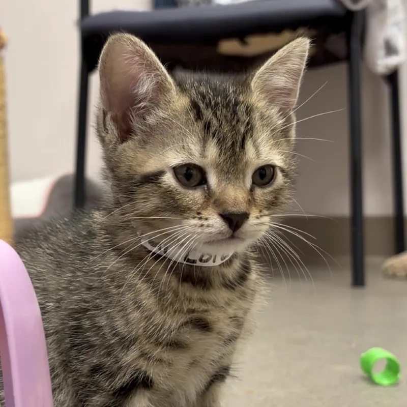 A baby small-sized male Brown / Chocolate Domestic Short Hair cat named Star Lord for adoption in Middlebury, VT
