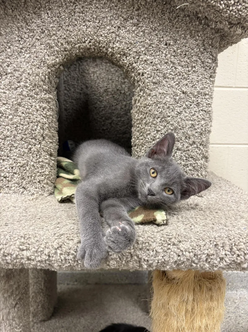 A young medium-sized male Gray / Blue / Silver Domestic Short Hair cat named Grayton for adoption in Valparaiso, IN