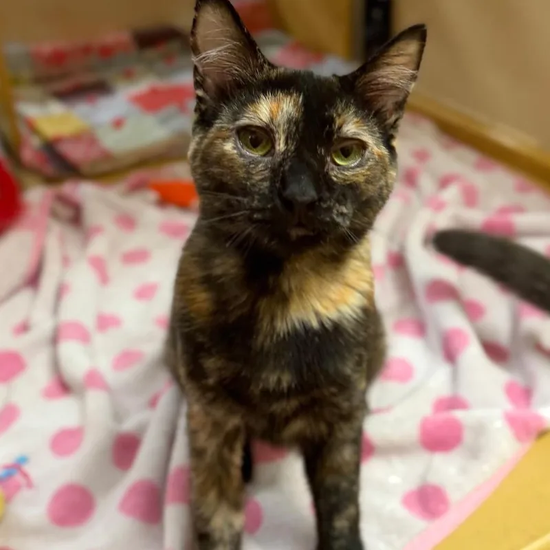 A young small-sized female Tortoiseshell Domestic Short Hair cat named Shibuya for adoption in Rochester, MN