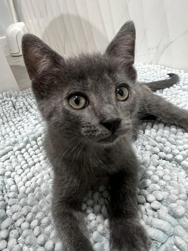 A baby medium-sized male Russian Blue cat named Sharky for adoption in Los Angeles, CA