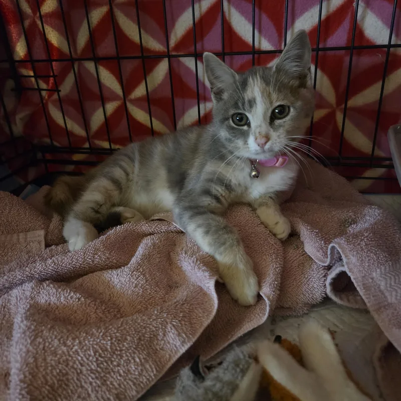 A baby small-sized female Dilute Calico cat named Matilda for adoption in Troutman, NC