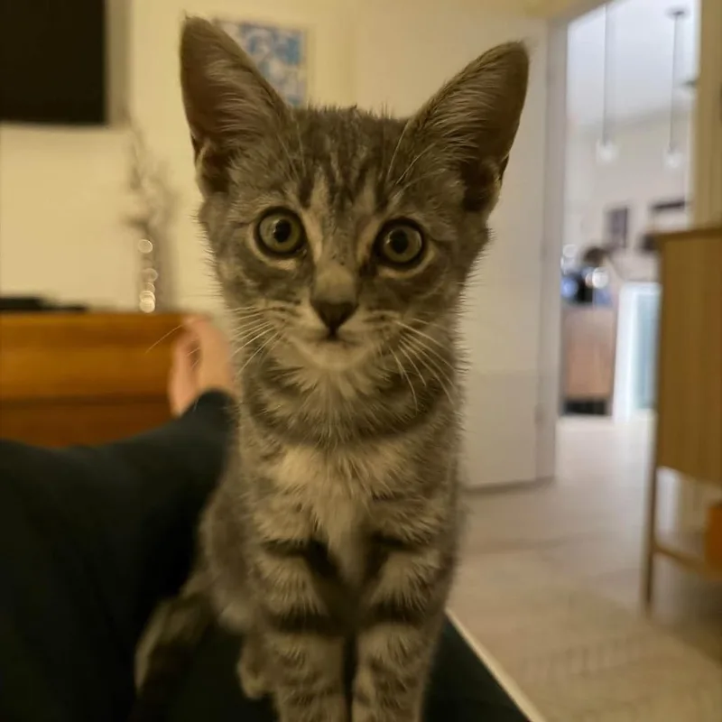 A baby small-sized female Domestic Short Hair cat named Mint Julep for adoption in Winder, GA