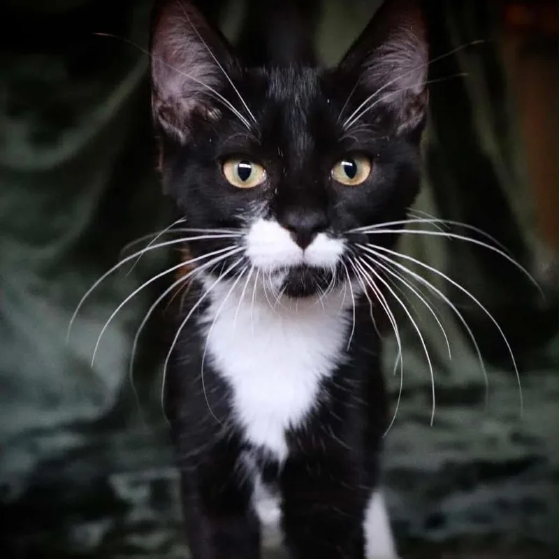 A baby medium-sized male Domestic Short Hair cat named December for adoption in Republic, MO