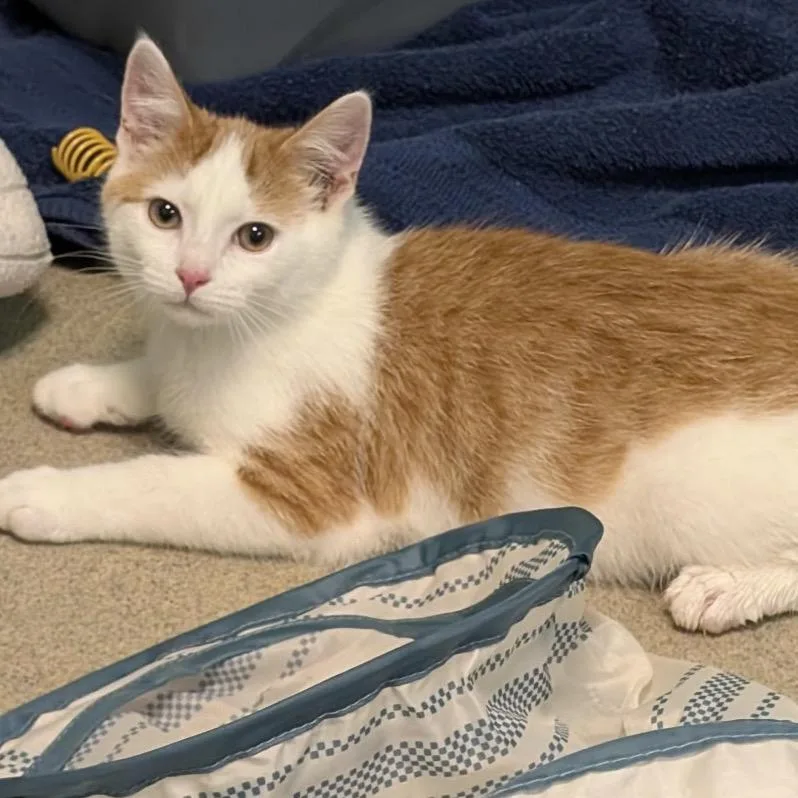 A baby medium-sized male Orange / Red Domestic Short Hair cat named Myrrh for adoption in Fredericksburg, VA
