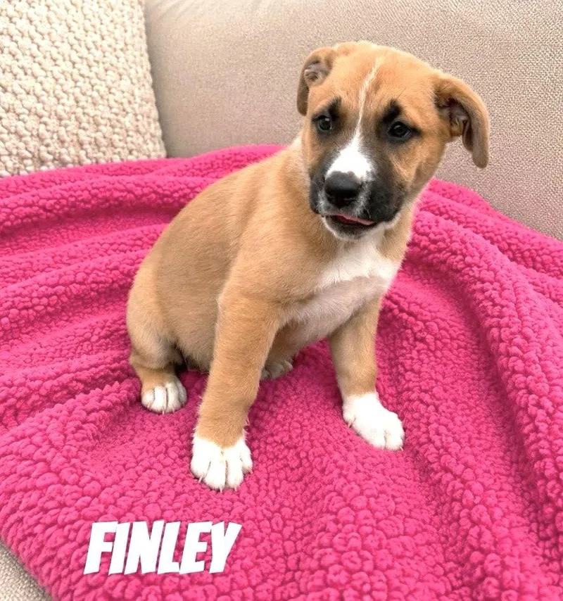 A baby medium-sized female Mixed Breed dog named Finley SS in MS for adoption in Warwick, RI