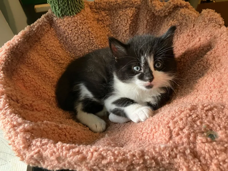 A baby medium-sized male Black & White / Tuxedo Domestic Medium Hair cat named Badger for adoption in Springfield, MA