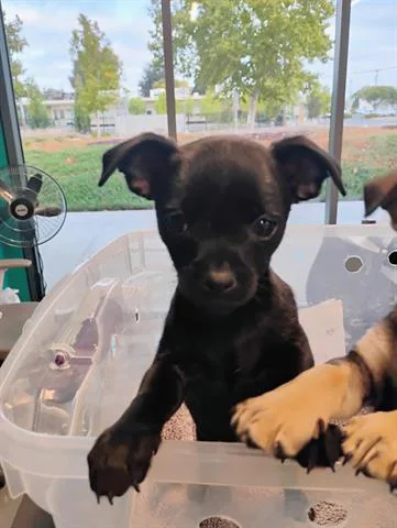 A baby small-sized female Chihuahua dog named Thea for adoption in San Martin, CA