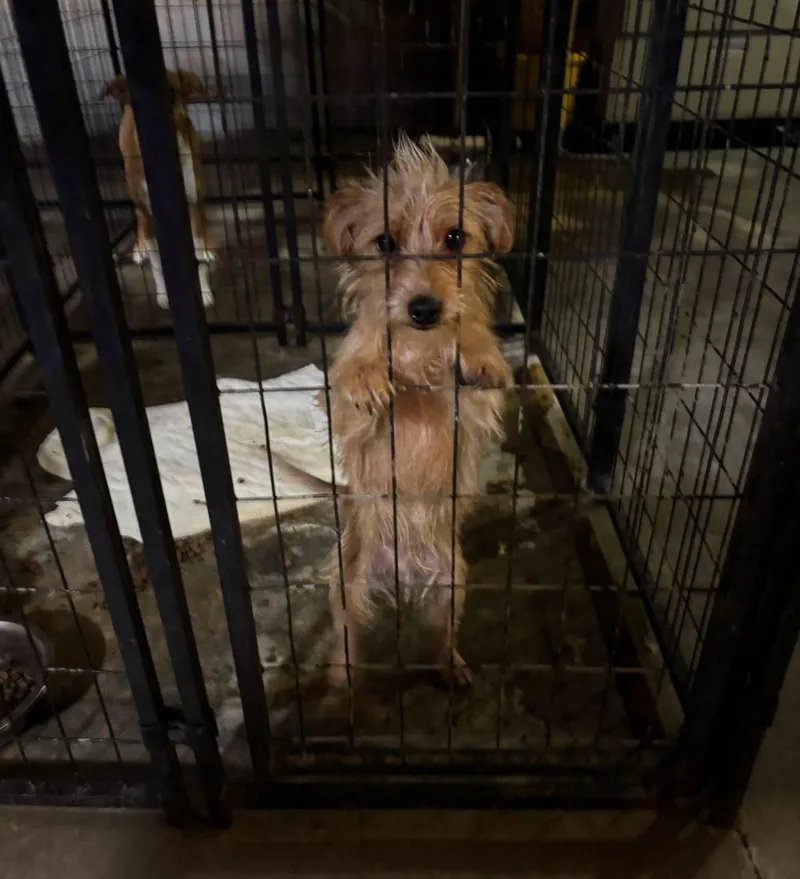 A young small-sized male Dachshund dog named Willy for adoption in Grafton, WI