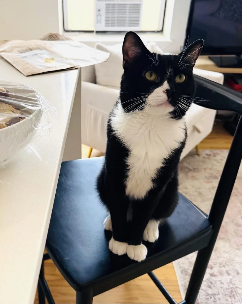 A young medium-sized male Black & White / Tuxedo Domestic Short Hair cat named Winston for adoption in Hoboken, NJ