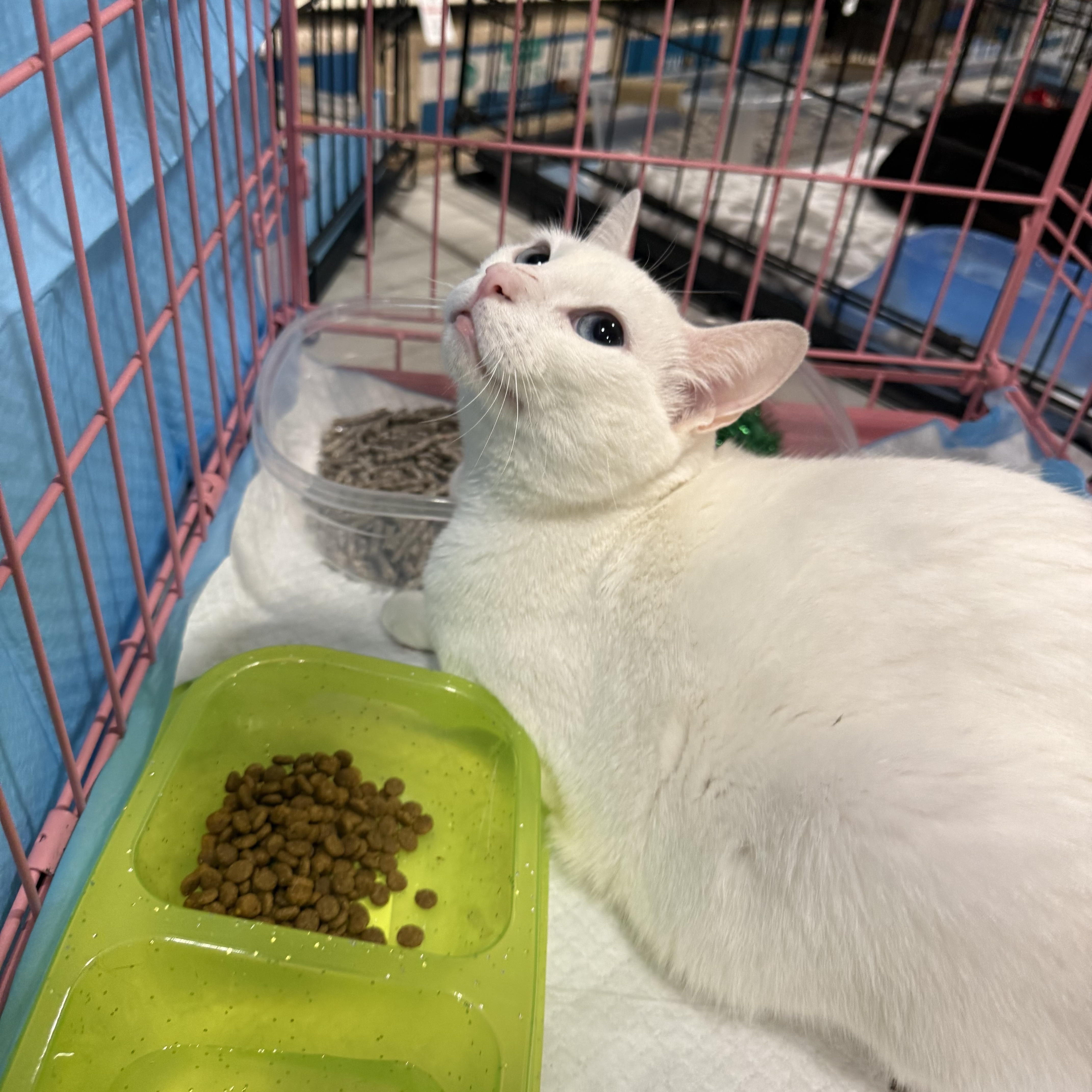 Dutchess thumbnail 2