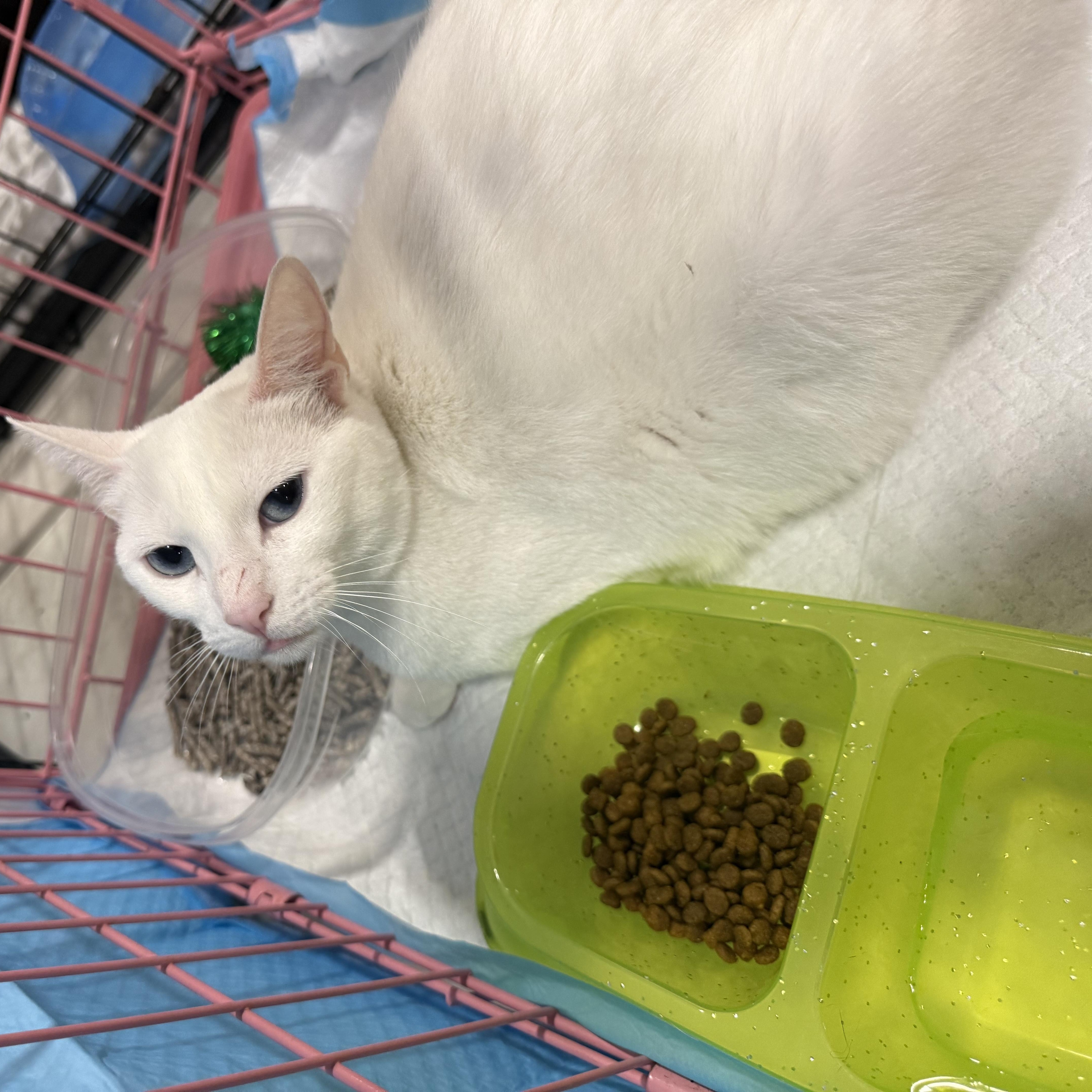 Dutchess thumbnail 3