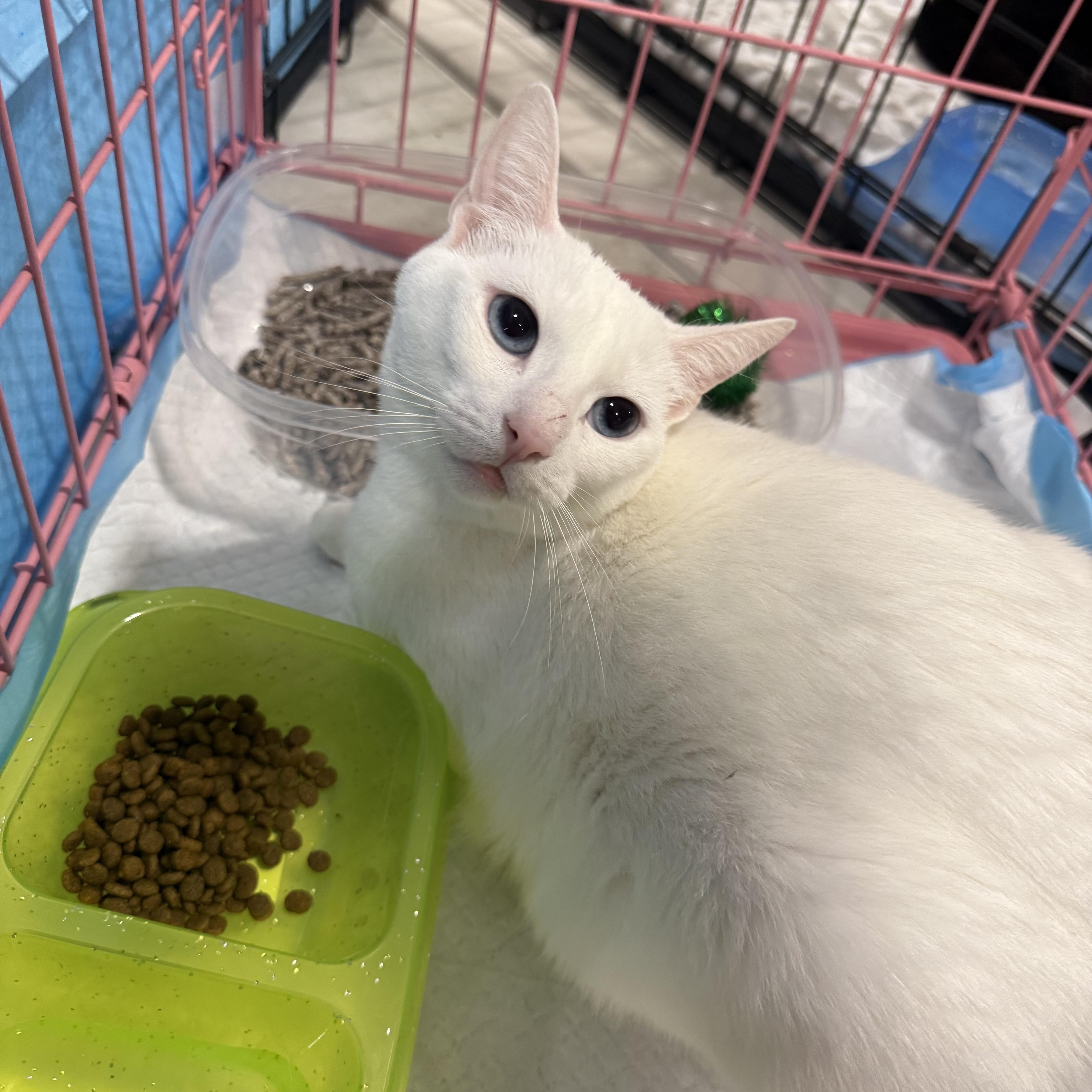 Dutchess thumbnail 4