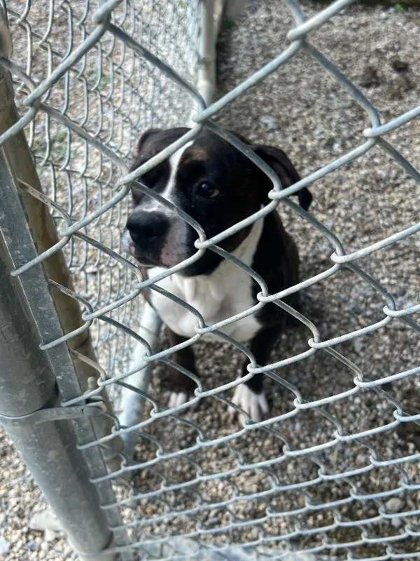 A young large-sized male Brindle Boxer dog named Bitty Bit JA for adoption in Georgetown, OH