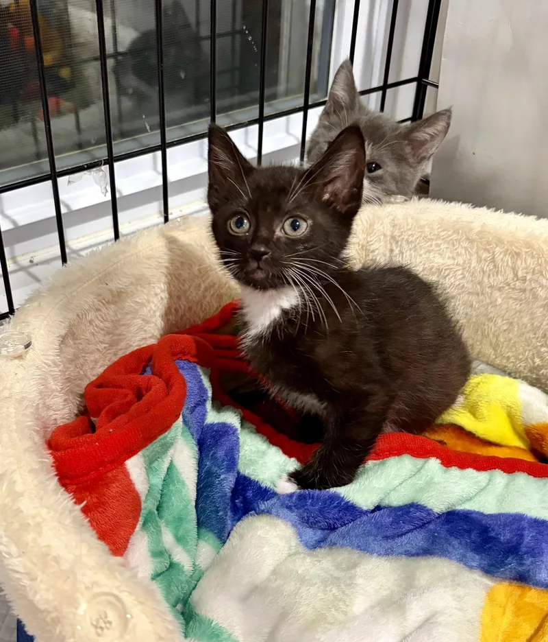 A baby medium-sized male Black & White / Tuxedo Domestic Short Hair cat named Leonard for adoption in East Amherst, NY