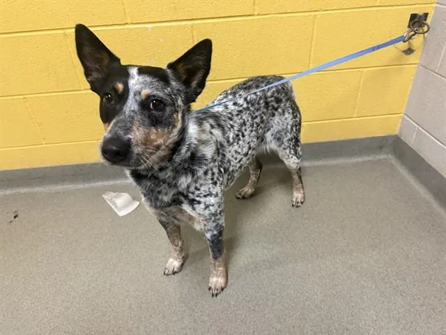 An adult medium-sized female Australian Cattle Dog / Blue Heeler dog named Beauty for adoption in Colorado Springs, CO