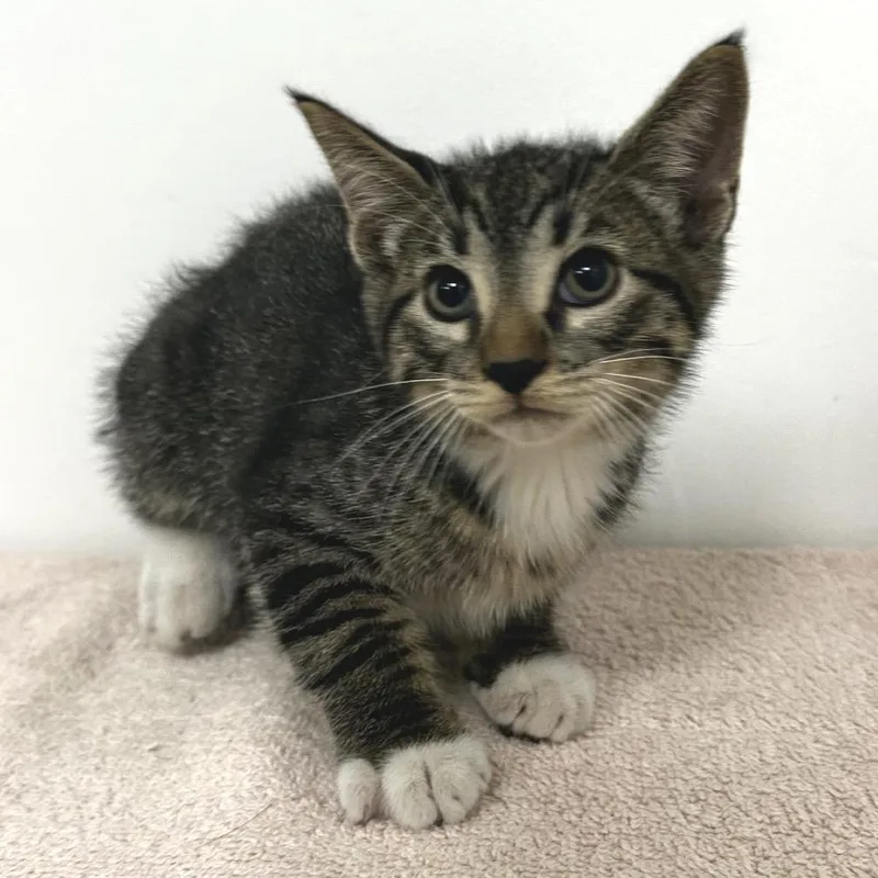 A baby small-sized male Domestic Short Hair cat named Socks for adoption in Warrensburg, MO
