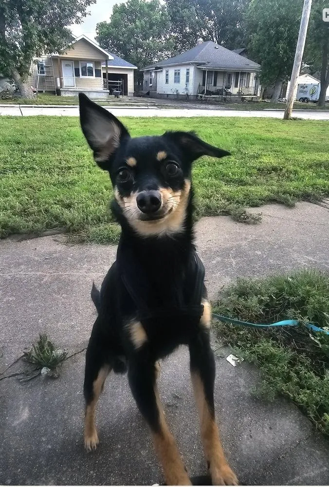 A baby small-sized male Chihuahua dog named Eugene for adoption in Fremont, NE