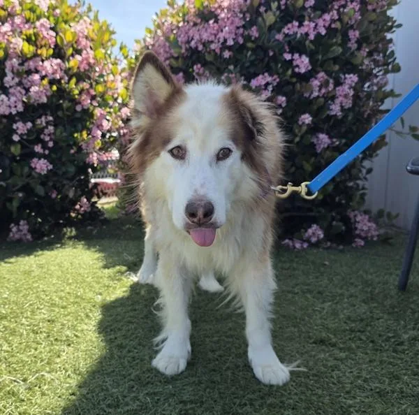 A senior large-sized female Siberian Husky dog named Mini for adoption in Oceanside, CA