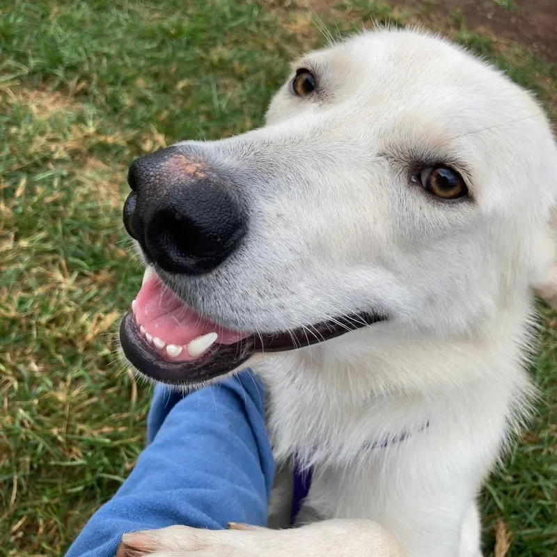 An adult medium-sized female Gray / Blue / Silver German Shepherd Dog dog named Sadie for adoption in Sand Springs, OK