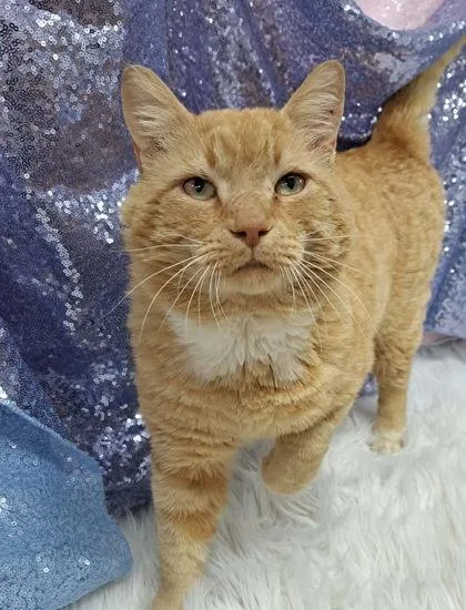 An adult medium-sized male Orange / Red Domestic Short Hair cat named Cheesy Mac for adoption in Clarkesville, GA