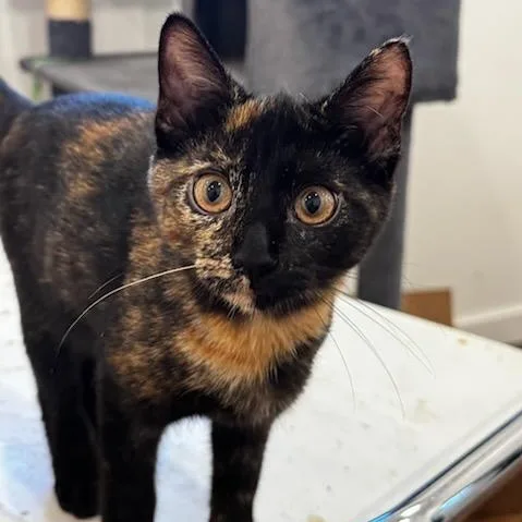 A baby small-sized female Tortoiseshell Domestic Short Hair cat named Rue for adoption in Catasauqua, PA