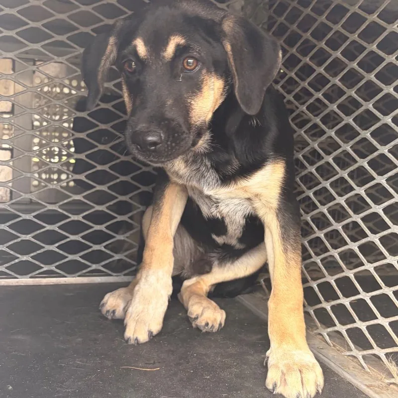 A baby medium-sized male Black Shepherd dog named Knight for adoption in Edinburg, TX