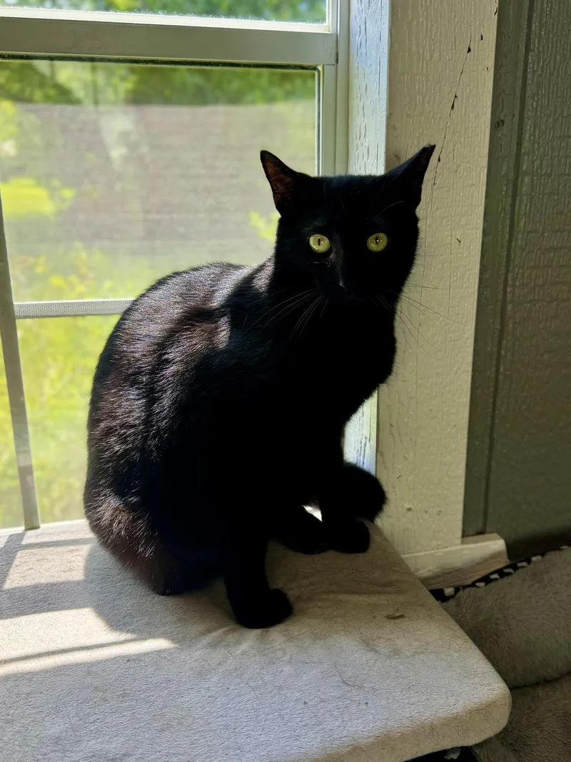 A young medium-sized male Domestic Short Hair cat named Cyclone for adoption in Greensburg, PA