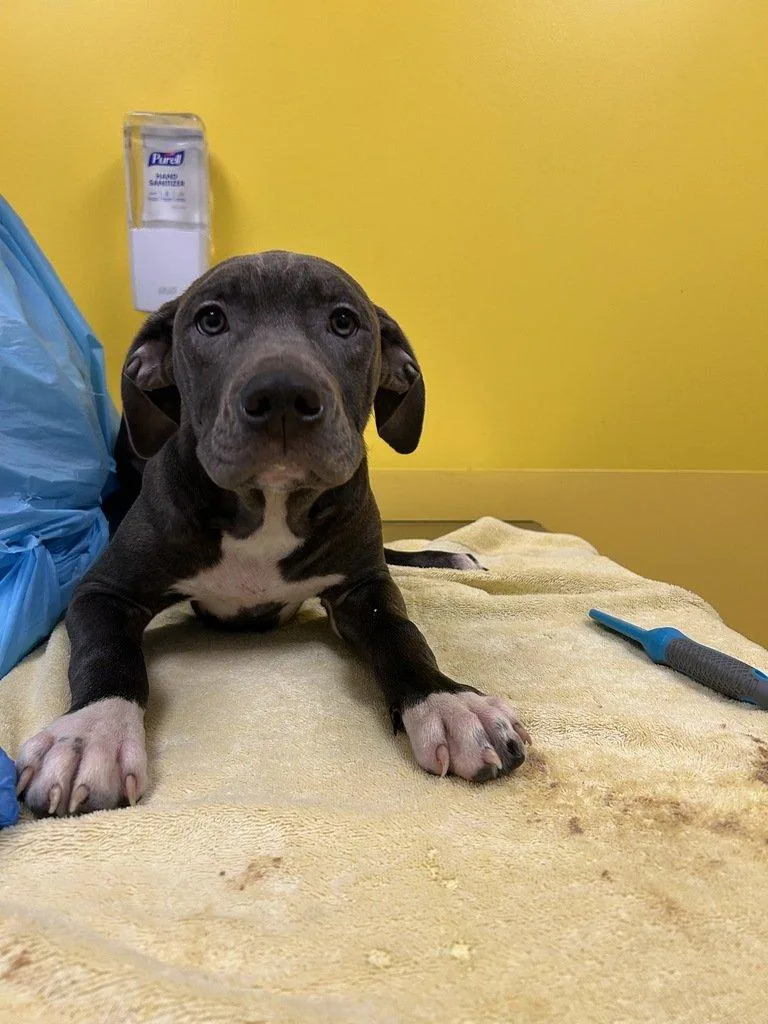 A baby small-sized male Gray / Blue / Silver Mixed Breed dog named Taco for adoption in Raleigh, NC