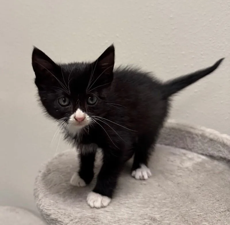A young medium-sized male Domestic Short Hair cat named Puddin' for adoption in Yankton, SD