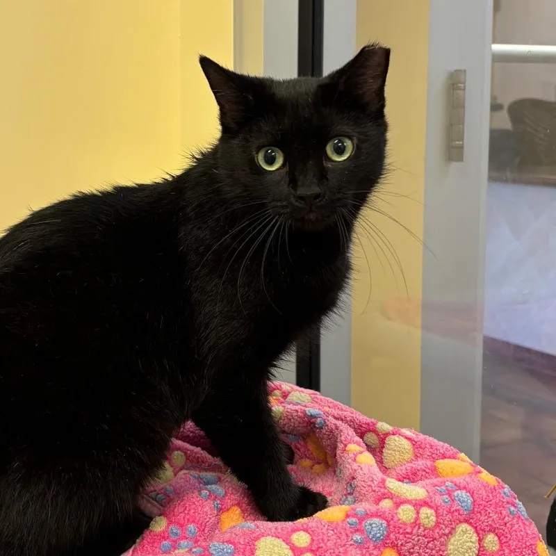 A young medium-sized female Black Domestic Short Hair cat named Nisha for adoption in Naples, FL