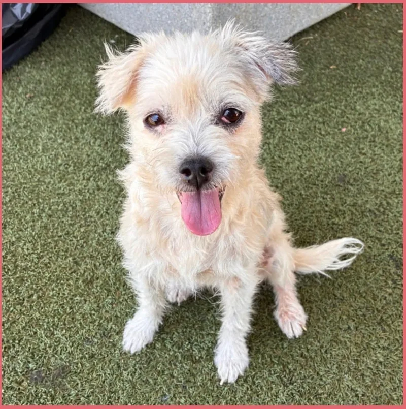 A senior small-sized female Mixed Breed dog named Gertrude for adoption in Wilsall, MT