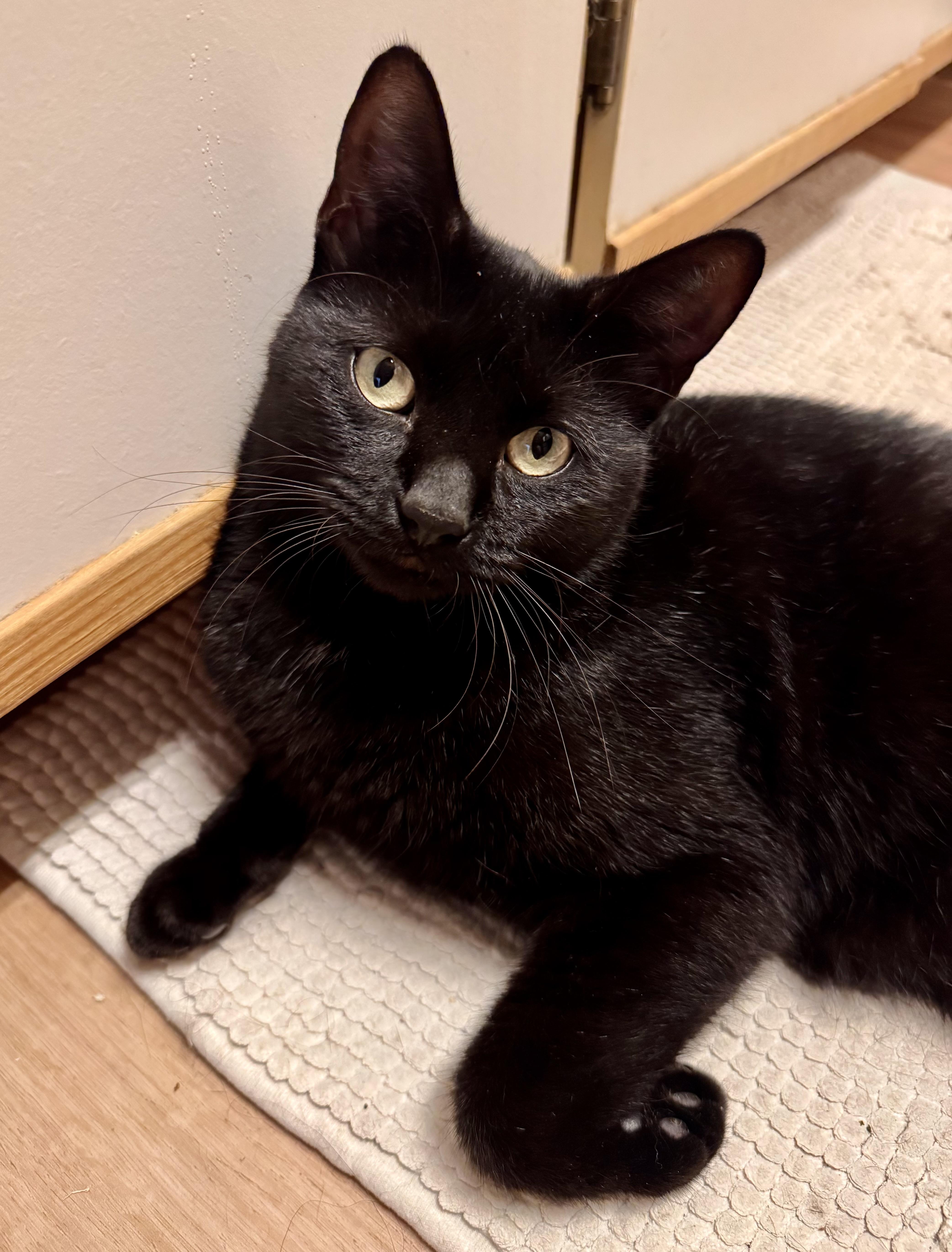 An adult large-sized male Domestic Short Hair cat named Chester for adoption in Tallahassee, FL