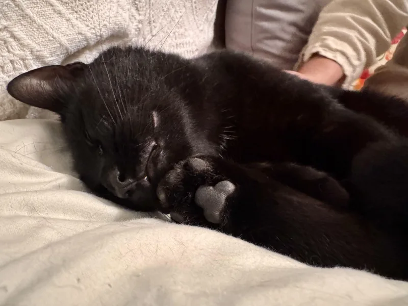 Chester thumbnail 5