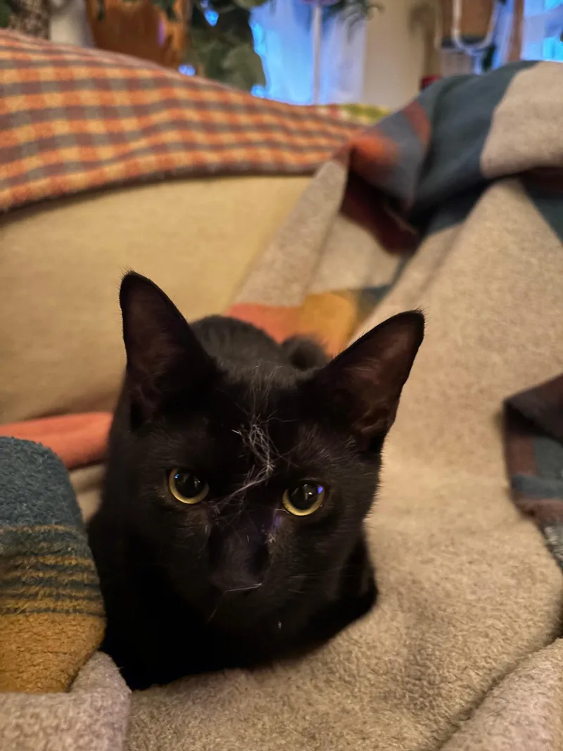 A young medium-sized male Domestic Short Hair cat named Geoffry for adoption in Melrose, MA