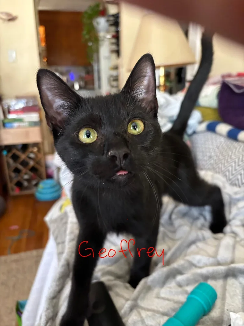 Geoffry thumbnail 3