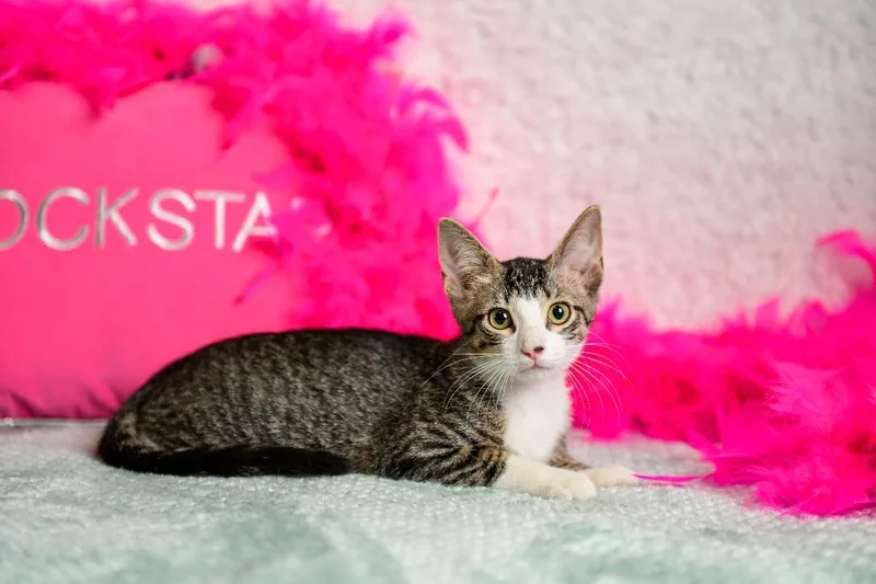 A baby small-sized female Domestic Short Hair cat named Carrie for adoption in Roanoke, TX