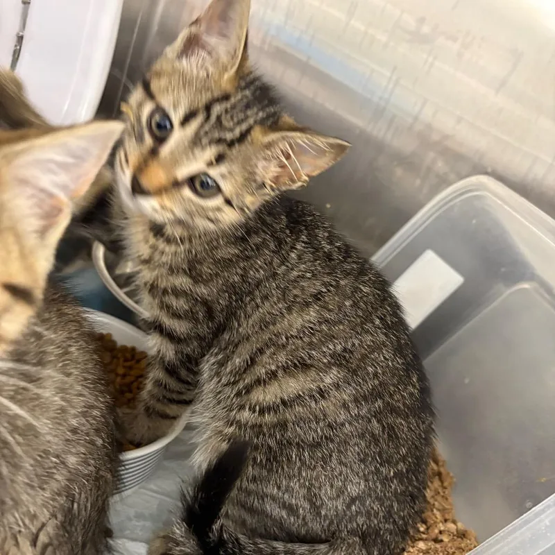 A baby small-sized female Brown / Chocolate Domestic Short Hair cat named Star for adoption in Pennsville, NJ