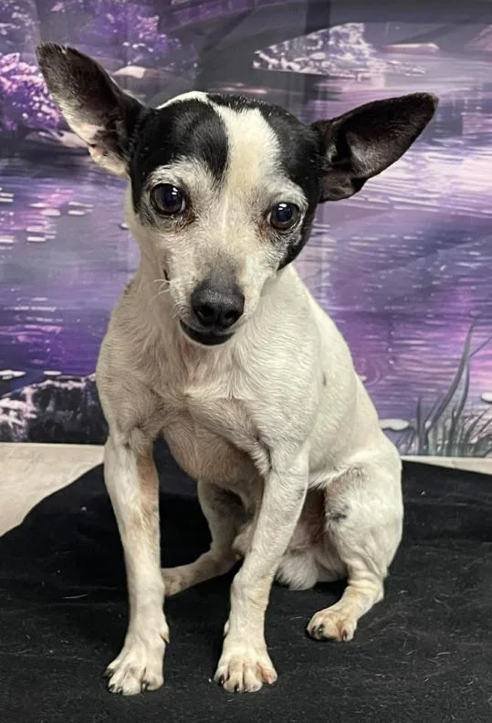 An adult small-sized male Tricolor (Brown, Black, & White) Chinese Crested Dog dog named Marshall for adoption in Littleton, CO