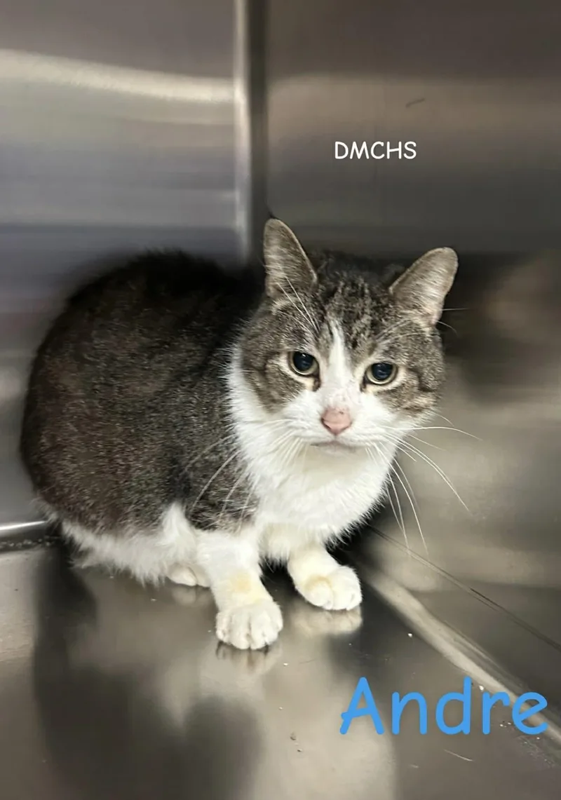 An adult large-sized male Tabby (Brown / Chocolate) Domestic Short Hair cat named Andre for adoption in Burlington, IA