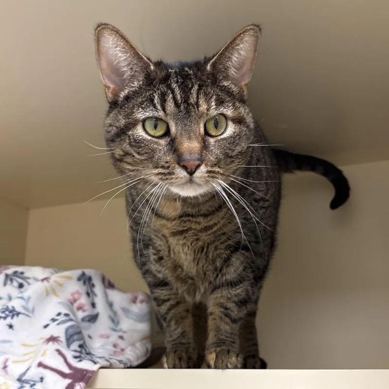 An adult large-sized female Brown / Chocolate Domestic Short Hair cat named Miss Thickums for adoption in Naperville, IL