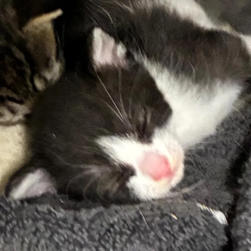 A baby small-sized female Black Domestic Short Hair cat named Milk for adoption in Yuma, AZ