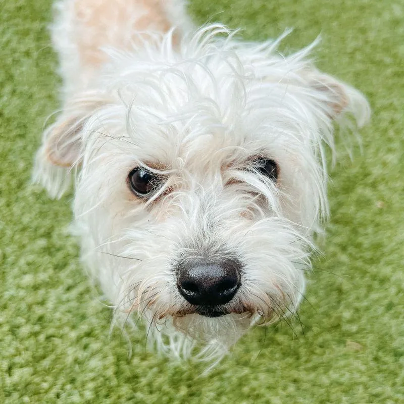 An adult small-sized male Terrier dog named Scruffy for adoption in Jackson, WY