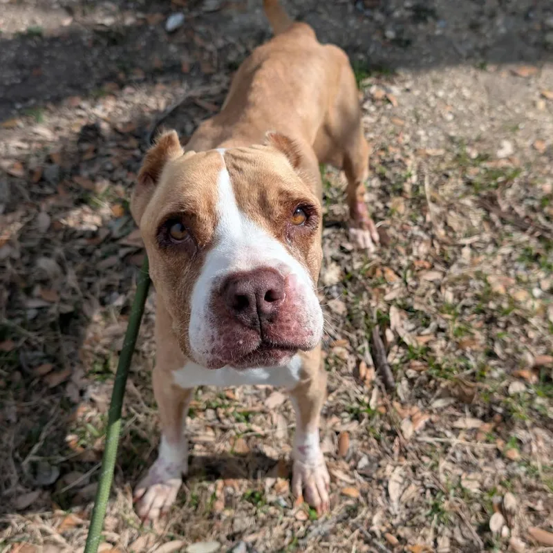 A senior large-sized female Brown / Chocolate Mixed Breed dog named Peaches for adoption in Leander, TX