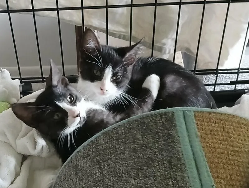 A baby small-sized female Black & White / Tuxedo Domestic Short Hair cat named Mirror for adoption in Orlando, FL