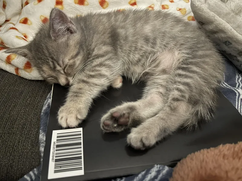 A baby medium-sized female Dilute Tortoiseshell cat named Blossom for adoption in Richmond, VA