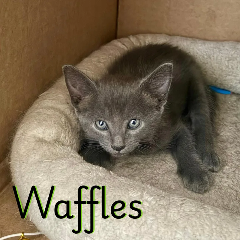 A baby small-sized male Russian Blue cat named Waffles for adoption in Glendale, AZ