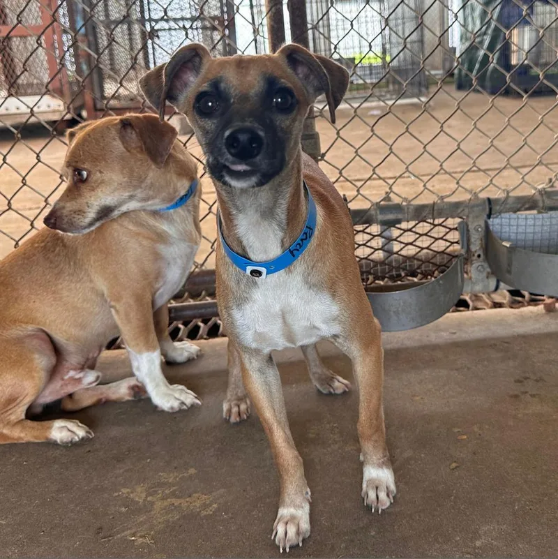 An adult small-sized male Brown / Chocolate Chihuahua dog named Flash for adoption in Edinburg, TX